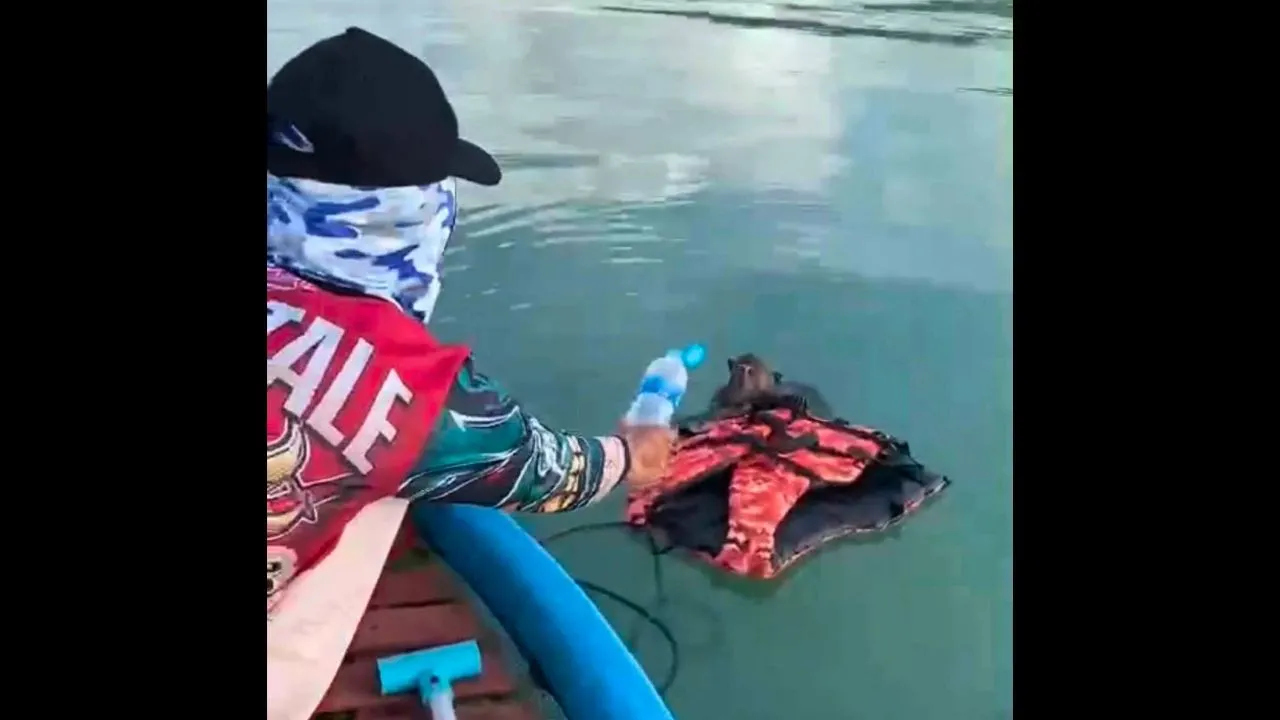 Un pêcheur tente d'aider un singe épuisé retrouvé en pleine mer au large de Phuket