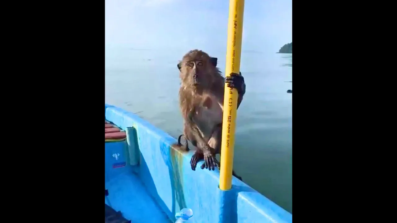 Singe épuisé à bord du bateau de pêcheursaprès avoir été secouru en pleine mer près de Phuket
