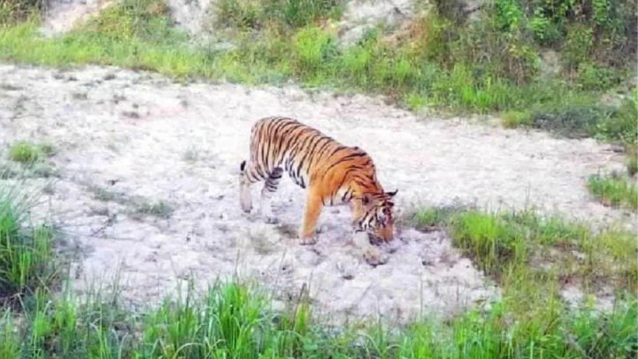 Tigre photographié dans la forêt de la réserve naturelle de Dong Yai, à Buri Ram