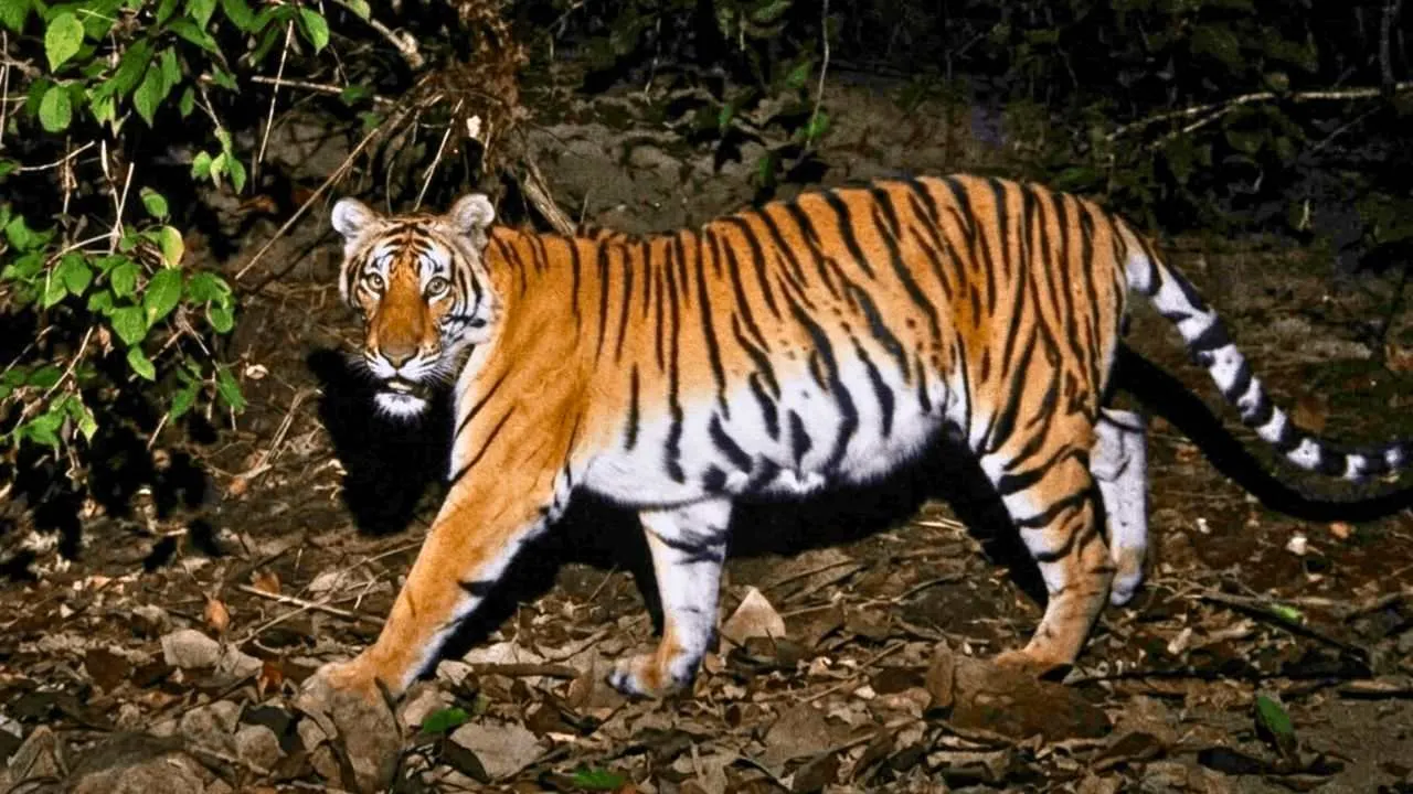 Tigres sauvages : la Thaïlande franchit le cap des 210 individus