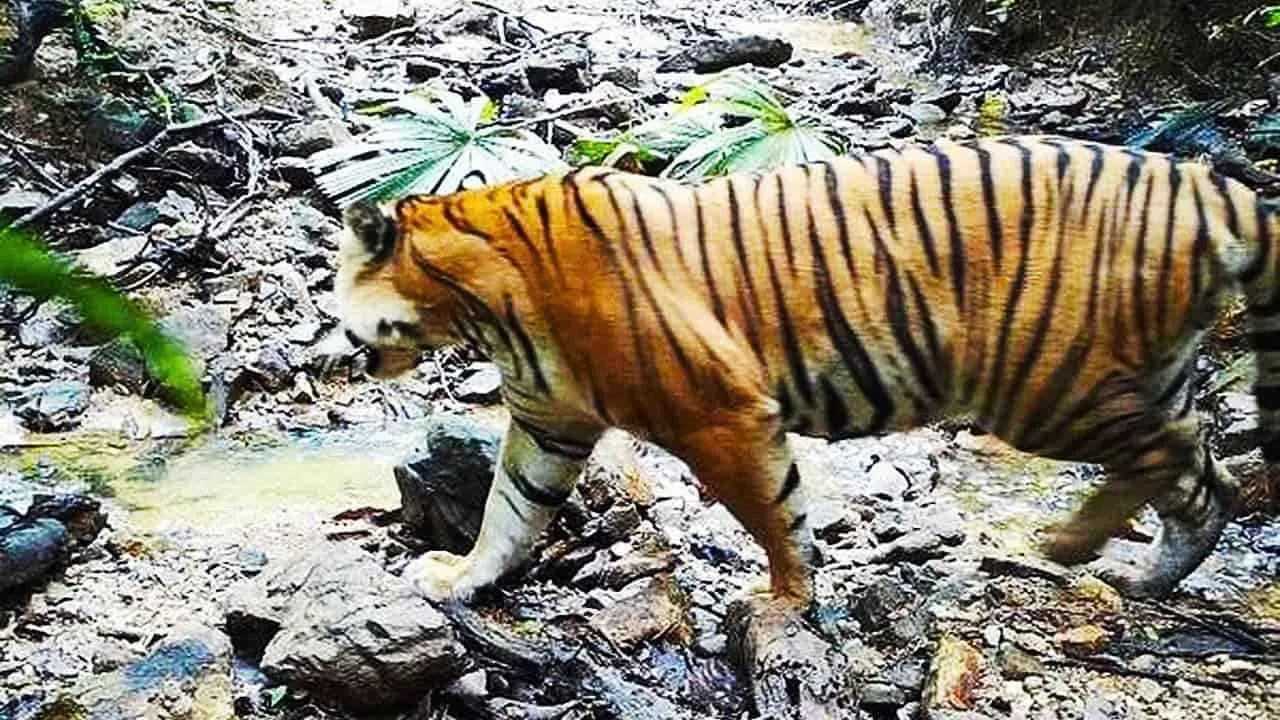 Un tigre rare repéré dans le sud de la Thaïlande