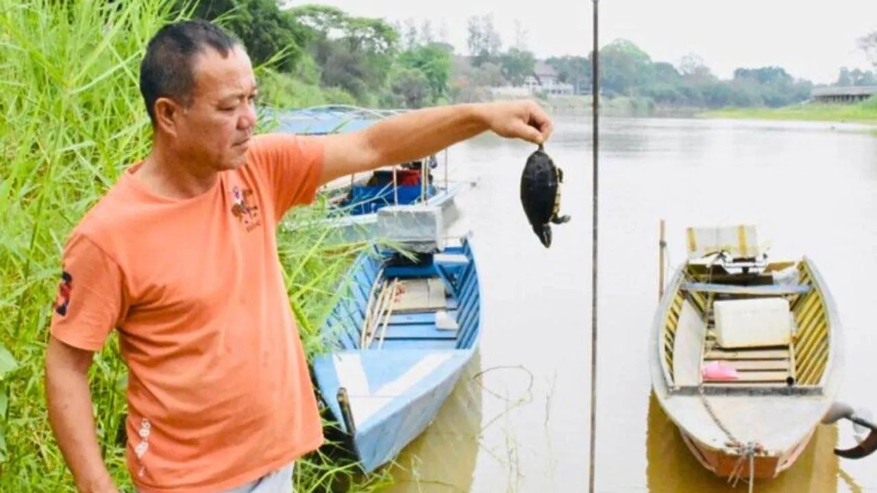 Apichit Panwichai, un résident de la province de Chiang Rai, montre une tortue morte sur les berges de la rivière Kok