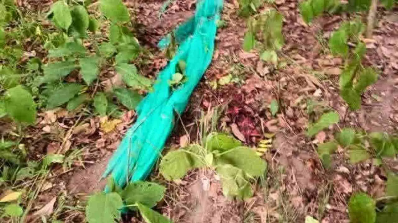Lieu où une partie des restes du garde forestier a été retrouvée après l'attaque présumée d'un tigre dans la réserve de Huai Kha Khaeng