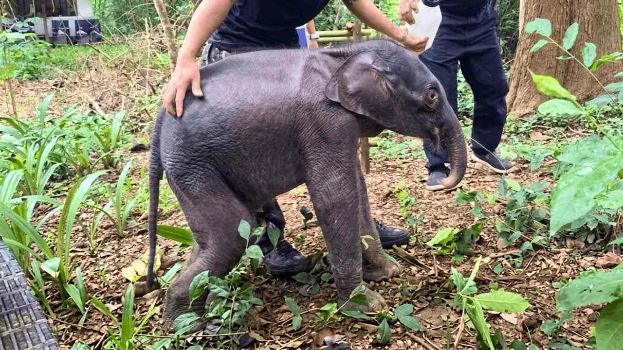 Thaïlande : l&rsquo;éléphanteau secouru meurt malgré les soins intensifs