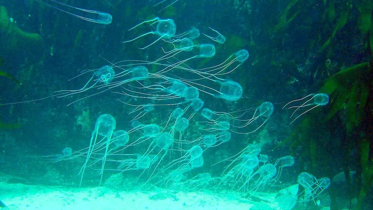 Méduses boites