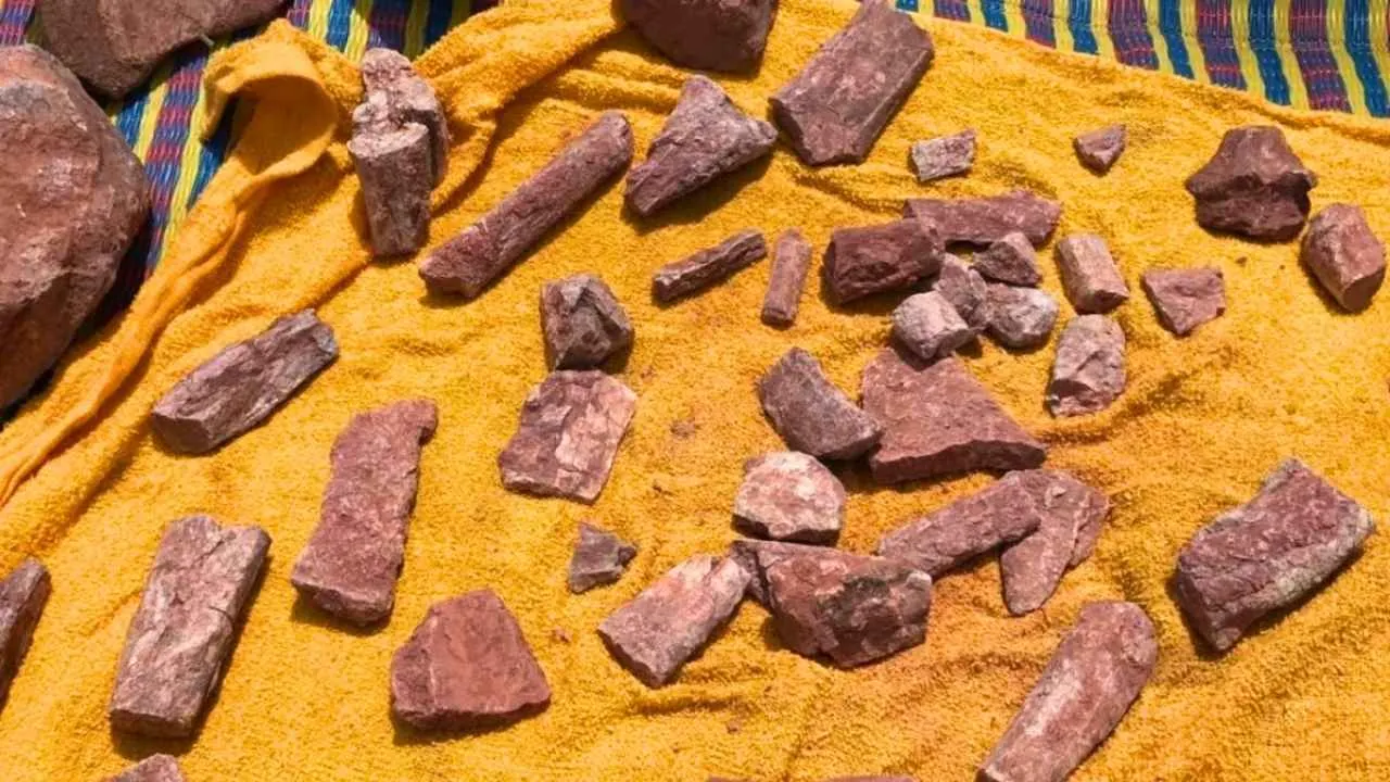 Fragments de fossiles d'un dinosaure carnivore vieux de plus de 130 millions d'années découverts à Chaiyaphum, en Thaïlande