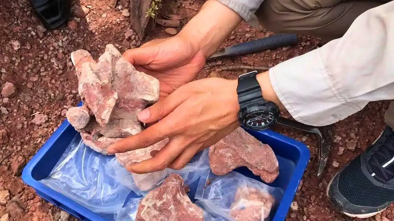 Thaïlande : découverte de fossiles de dinosaure de 130 millions d&rsquo;années