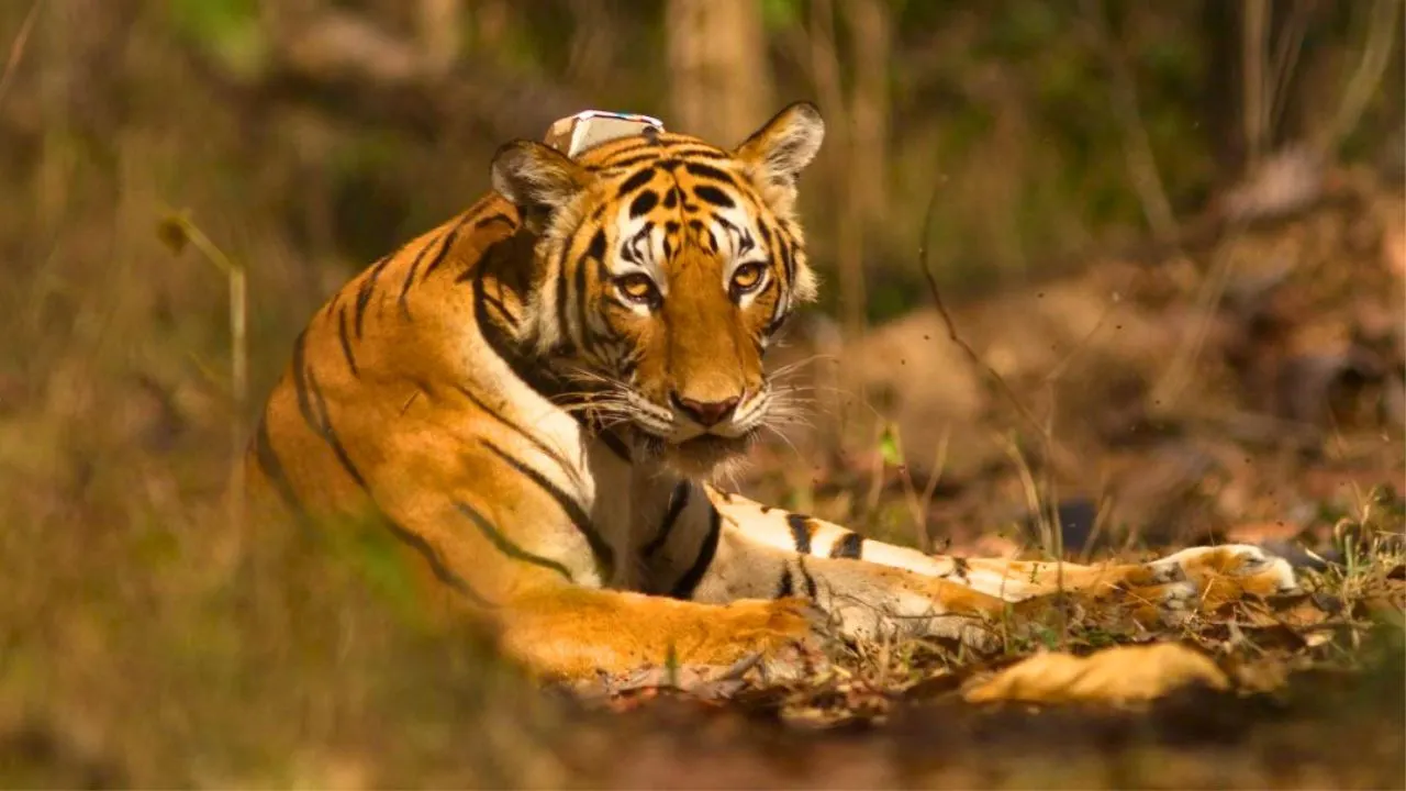 Un tigre tue un garde forestier en Thaïlande : la 2e attaque en 28 ans