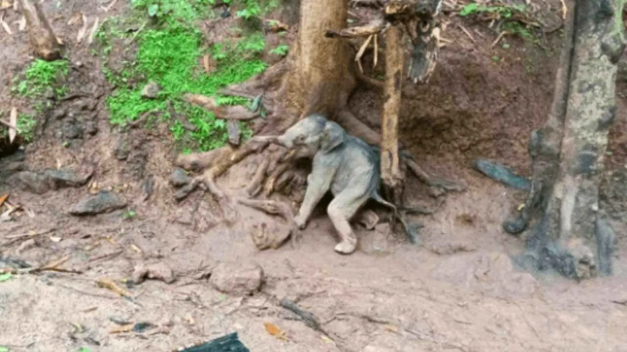 Jeune éléphanteau sauvage assis au pied d'un arbre dans le parc national de Sai Yok
