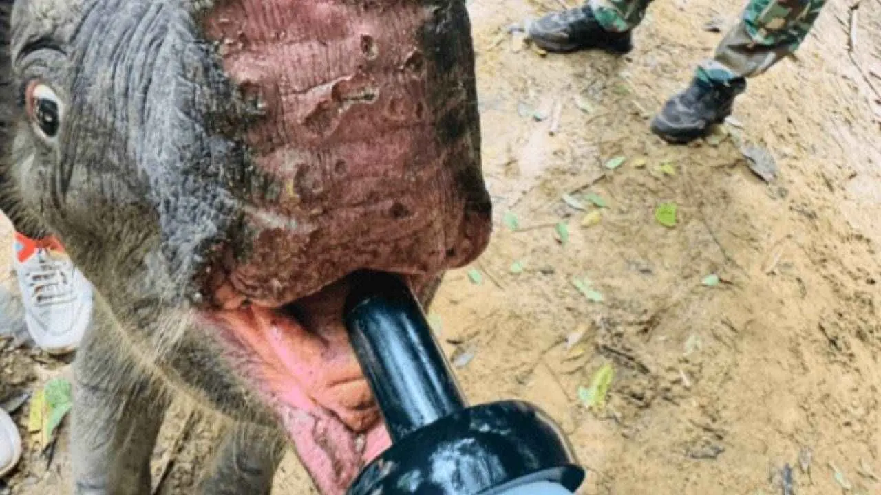 Un garde nourrit au biberon un jeune éléphanteau sauvage recueilli dans le parc national de Sai Yok