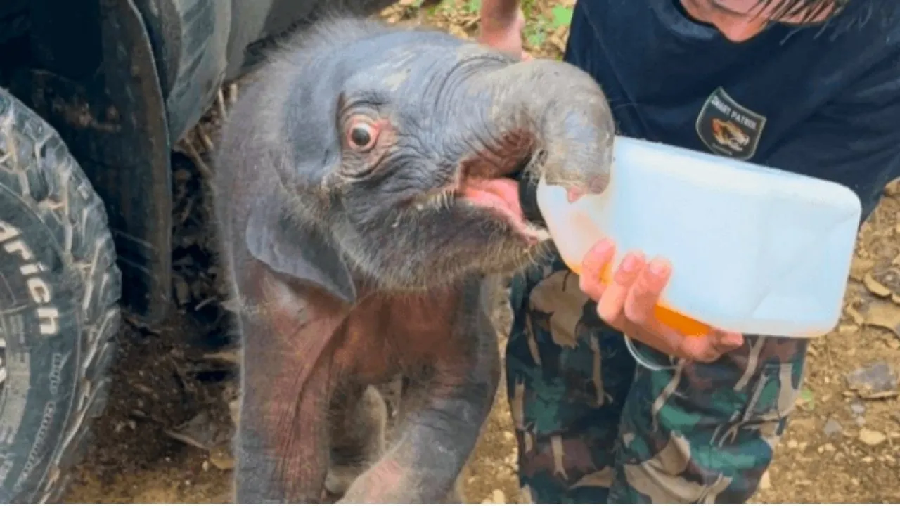 Un éléphanteau sauvage séparé de sa mère sauvé en Thaïlande