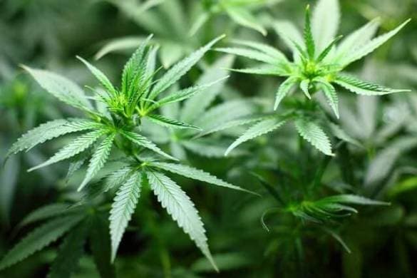 La Thaïlande approuve la marijuana à des fins médicales