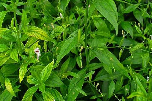 L&rsquo;andrographis paniculata (chirette verte), la plante médicinale anti-grippe