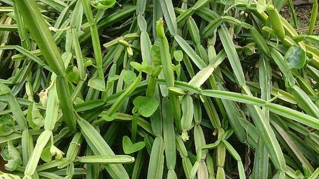 Циссус четырехугольный